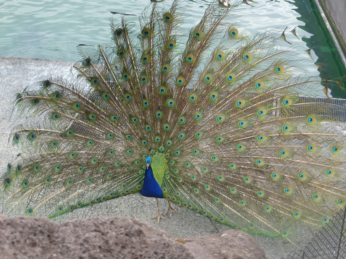 P